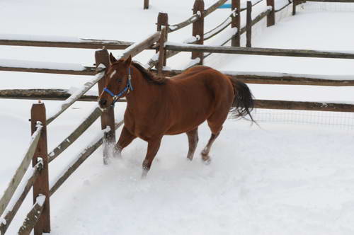 Horses-12-20-09-03-DDeRosaPhoto.jpg