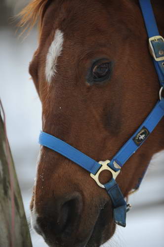 Horses-12-20-09-15-DDeRosaPhoto.jpg