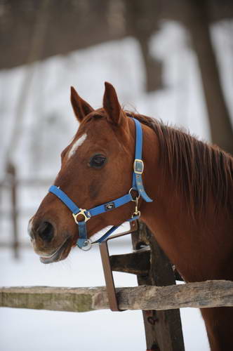 Horses-12-20-09-19-DDeRosaPhoto.jpg