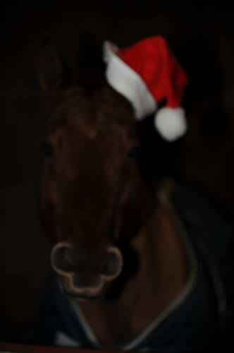 Horses-12-20-09-82-DDeRosaPhoto.jpg