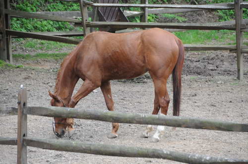 Horses-5-14-09-065-DDeRosaPhotos.jpg