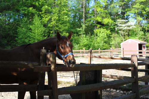 Horses-5-14-09-1-DDeRosaPhotos.jpg