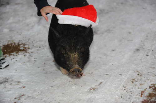 Pig-12-20-09-100-DDeRosaPhoto.jpg