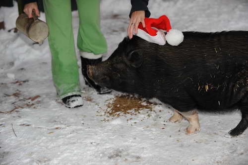 Pig-12-20-09-101-DDeRosaPhoto.jpg