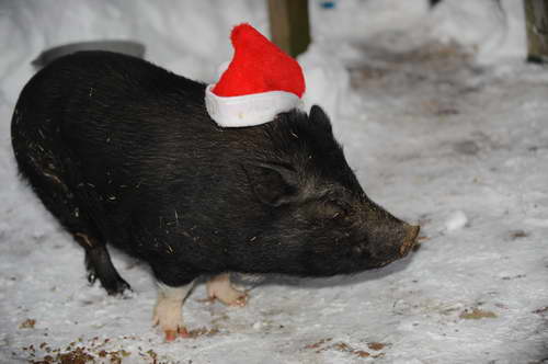 Pig-12-20-09-106-DDeRosaPhoto.jpg