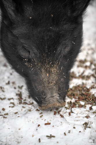 Pig-12-20-09-111-DDeRosaPhoto.jpg