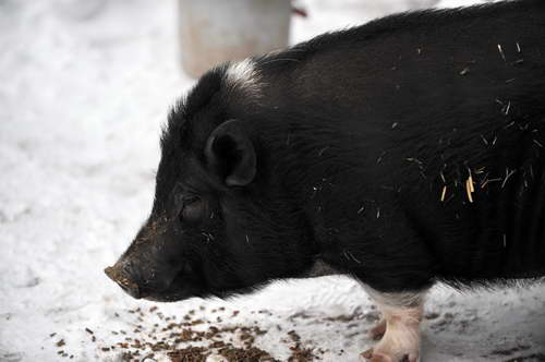 Pig-12-20-09-113-DDeRosaPhoto.jpg