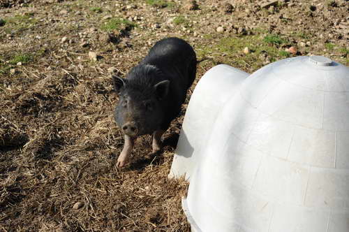 Pig-5-14-09-038-DDeRosaPhotos.jpg