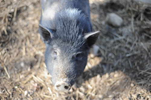 Pig-5-14-09-041-DDeRosaPhotos.jpg