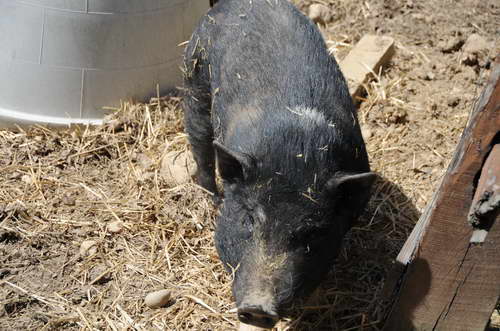 Pig-5-5-09-12-DDeRosaPhoto.jpg