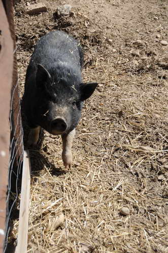 Pig-5-5-09-14-DDeRosaPhoto.jpg