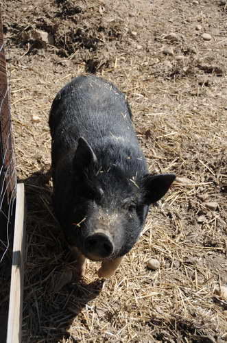 Pig-5-5-09-17-DDeRosaPhoto.jpg