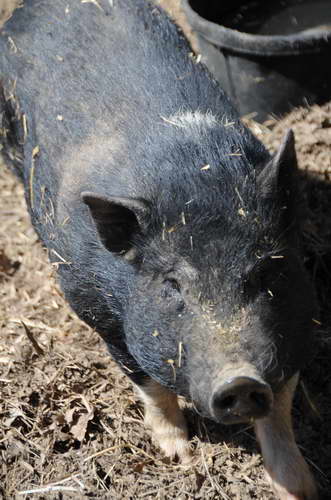 Pig-5-5-09-33-DDeRosaPhoto.jpg