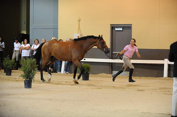 USHJA-Derby-8-19-10-Jog-DER_6833-DDeRosaPhoto.JPG