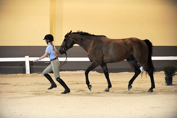 USHJA-Derby-8-19-10-Jog-DER_6838-DDeRosaPhoto.jpg