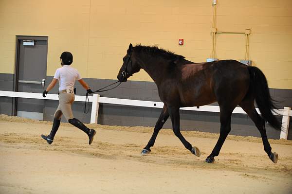 USHJA-Derby-8-19-10-Jog-DER_6841-DDeRosaPhoto.JPG