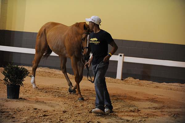 USHJA-Derby-8-19-10-Jog-DER_6883-DDeRosaPhoto.JPG