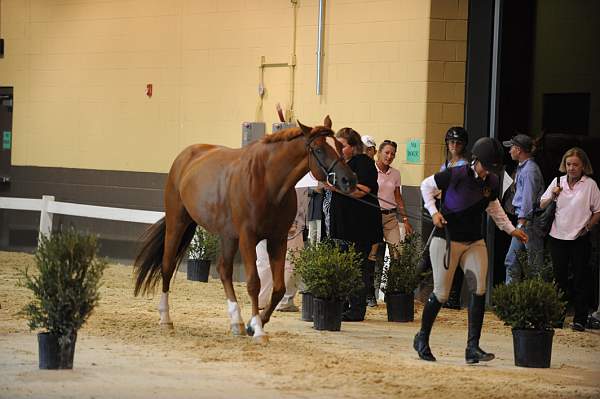 USHJA-Derby-8-19-10-Jog-DER_6889-DDeRosaPhoto.JPG