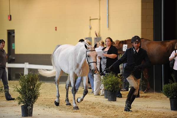 USHJA-Derby-8-19-10-Jog-DER_6942-DDeRosaPhoto.JPG