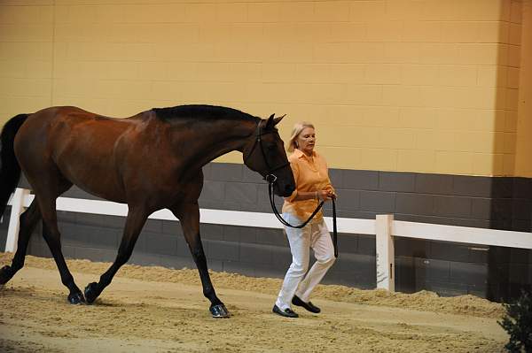 USHJA-Derby-8-19-10-Jog-DER_6956-DDeRosaPhoto.JPG