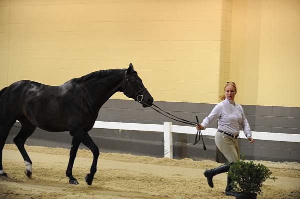 USHJA-Derby-8-19-10-Jog-DER_7007-DDeRosaPhoto.JPG