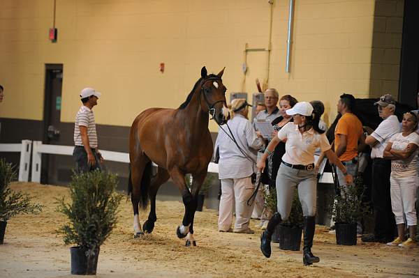 USHJA-Derby-8-19-10-Jog-DER_7029-DDeRosaPhoto.JPG