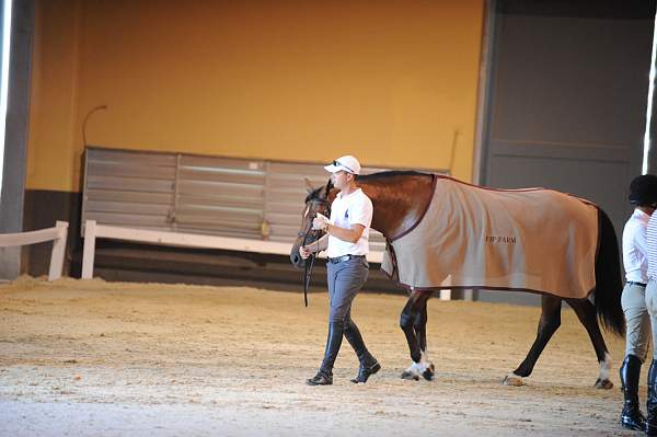 USHJA-Derby-8-19-10-Jog-DER_7059-DDeRosaPhoto.JPG