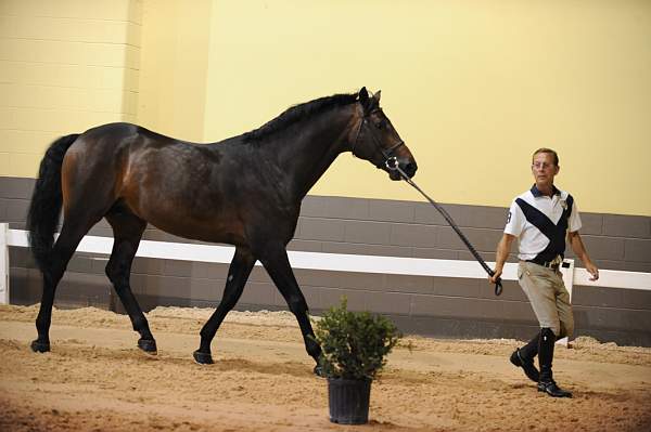 USHJA-Derby-8-19-10-Jog-DER_7106-DDeRosaPhoto.JPG