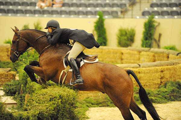 USHJA-Derby-8-21-10-Rnd2-DER1_9655-Peridot-TammyProvost-DDeRosaPhoto.jpg