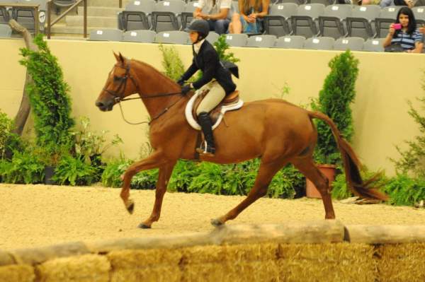 USHJA-Derby-Rnd3-DER2_0222-Brunello-ElizabethBoyd-DDeRosaPhoto.jpg