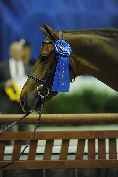 WIHS2-10-27-10-Cl24-1stYrGrHtrStke-0294-SailorsValentine-LouiseSerio-DDeRosaPhoto.jpg