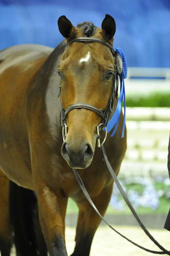 WIHS1-10-26-10-Cl52-A-O-Htr35-U-8858-DoTell-BridgetHallman-DDeRosaPhoto.jpg