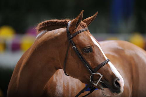 WIHS2-10-30-10-7076-DDeRosaPhoto.jpg