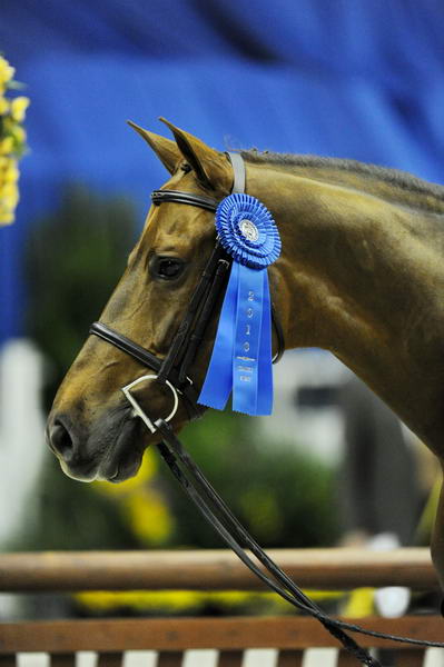 WIHS2-10-27-10-Cl24-1stYrGrHtrStke-0302-SailorsValentine-LouiseSerio-DDeRosaPhoto.jpg