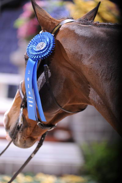 WIHS2-10-27-10-0955-SarahWard-Onassis-DDeRosaPhoto.jpg