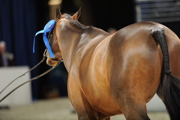 WIHS2-10-27-10-0964-SarahWard-Onassis-DDeRosaPhoto.jpg