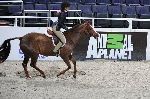 Animal_Planet-WIHS3-10-31-10-Cl113-MedPnyHtr-9463-Cosmic-CarolineKellogg-Barrel-DDeRosaPhoto.jpg