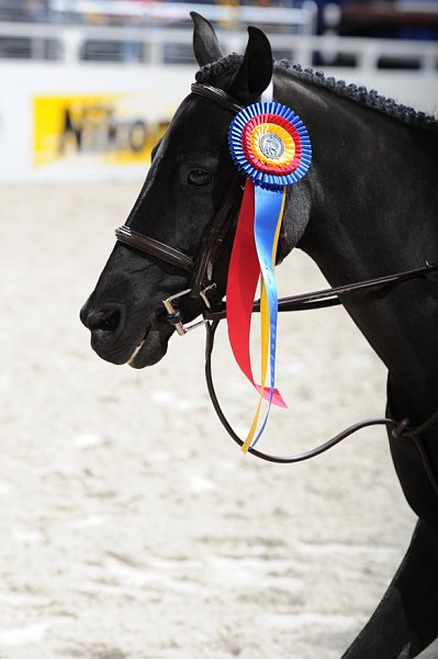 WIHS3-10-31-10-RegPnyHtrGrandChamp-Cl193-LocHtrFinals-Pny-0292-RockStar-ElizabethParent-DDeRosaPhoto.jpg