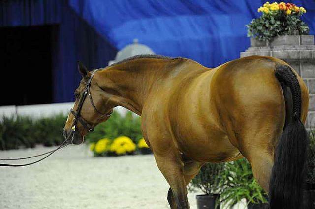 Presentations-WIHS-10-26-10-8316-DDeRosaPhoto.JPG