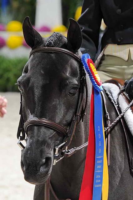 Presentations-WIHS3-10-31-10-RegPnyHtrGrandChamp-LocHtrFinals-Pny-0291-RockStar-ElizabethParent-DDeRosaPhoto.JPG