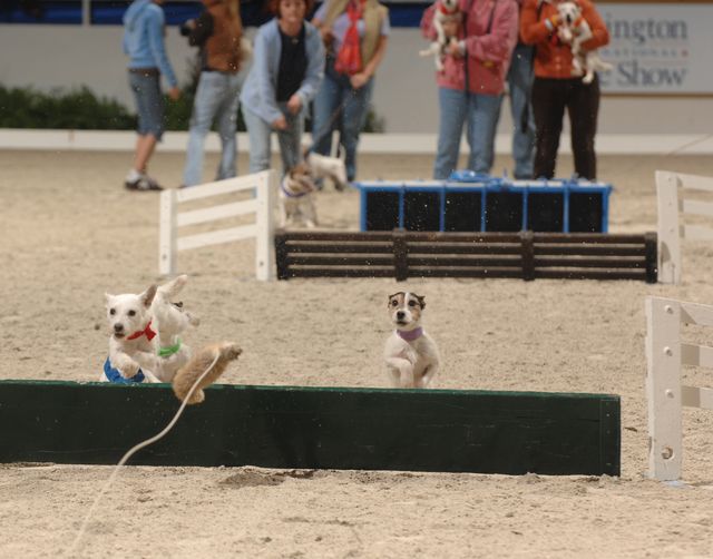 727-Terriers-WIHS-10-27-06-&copy;DeRosaPhoto.JPG