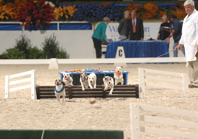 734-Terriers-WIHS-10-27-06-&copy;DeRosaPhoto.JPG