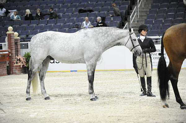 WIHS-10-21-09-DSC_1575-Bolero-SandyFerrell-Misc-DDeRosaPhoto.jpg