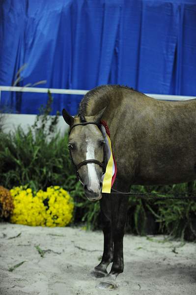 WIHS-10-25-09-MedPnyResChamp-DSC_2154-PromiseToo-VictoriaColvin-Misc-DDeRosaPhoto.jpg