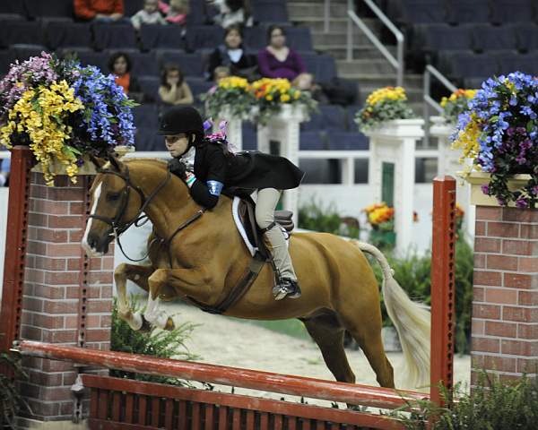 WIHS-10-25-09-DSC_2105-Halo-AlexandraCrown-Ponies-DDeRosaPhoto.jpg