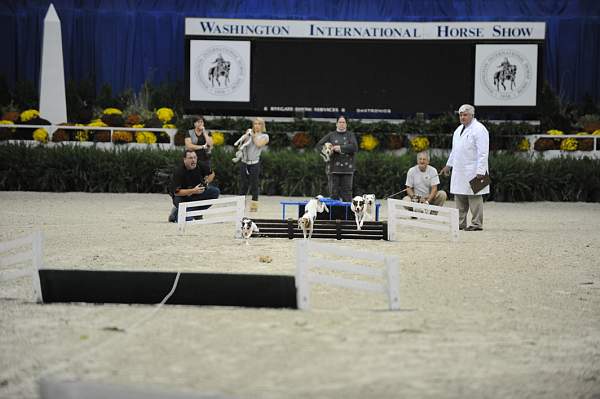 WIHS-10-22-09-DSC_6706-Terriers-DDeRosaPhoto.jpg