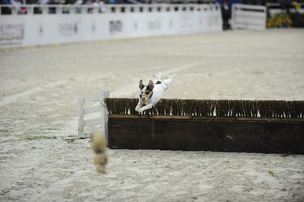 WIHS-10-22-09-DSC_6711-Terriers-DDeRosaPhoto.jpg