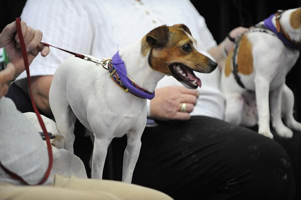 WIHS-10-23-09-DER_6766-Terriers-OpJpr213-DDeRosaPhoto.jpg