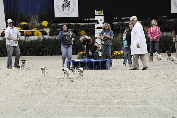 WIHS-10-23-09-DER_7247-Terriers-DDeRosaPhoto.jpg