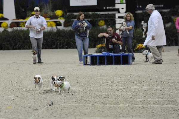 WIHS-10-23-09-DER_7248-Terriers-DDeRosaPhoto.jpg